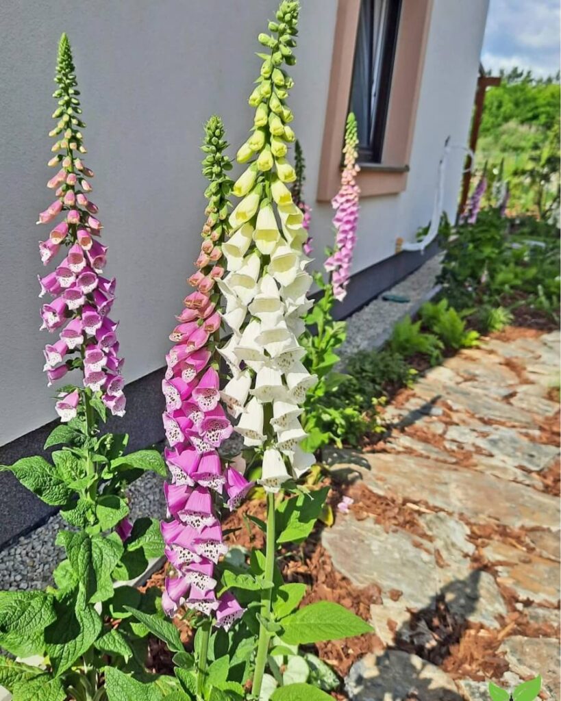 naparstnice ogrod naturalistyczny wykonanie citygarden