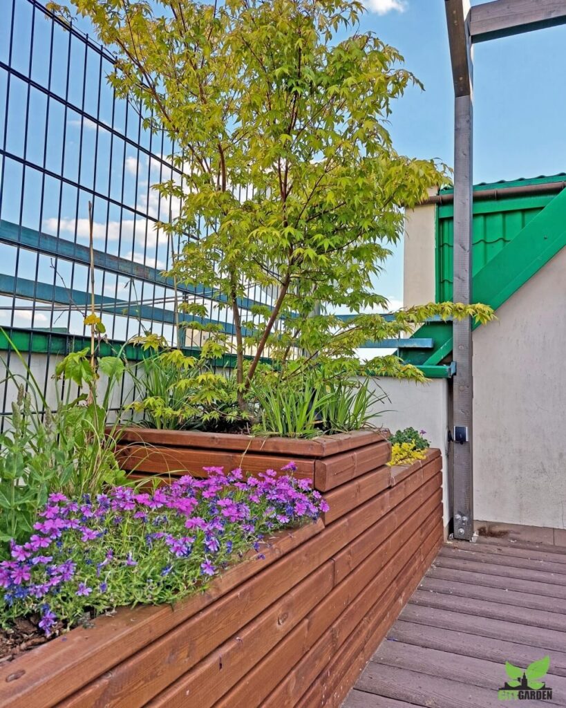 drewniana donica na wymiar z klonem palmowym citygarden