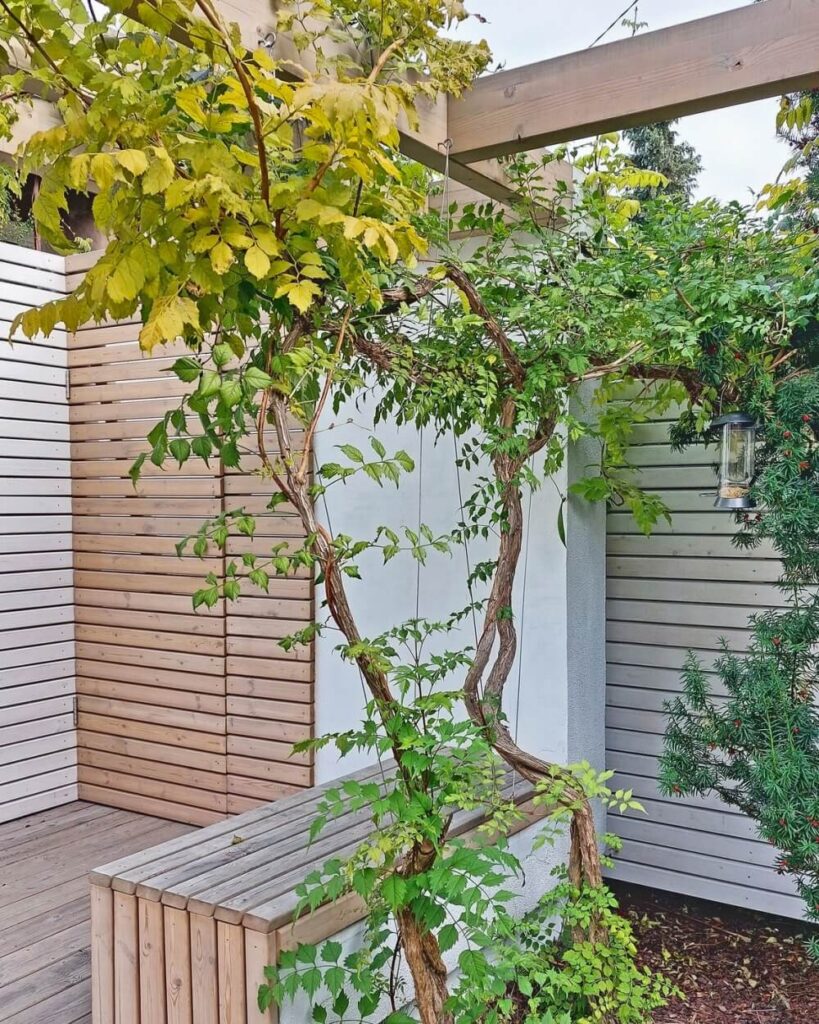 zaadaptowana wisteria - projekt i wykonanie citygarden