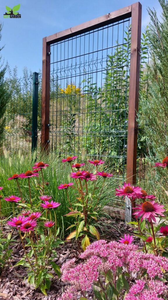 echinacea