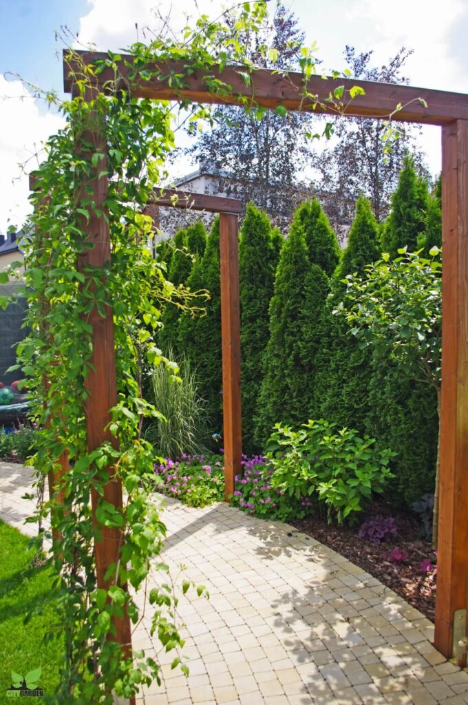 pergola porośnięta winobluszczem pięciolistkowym - citygarden